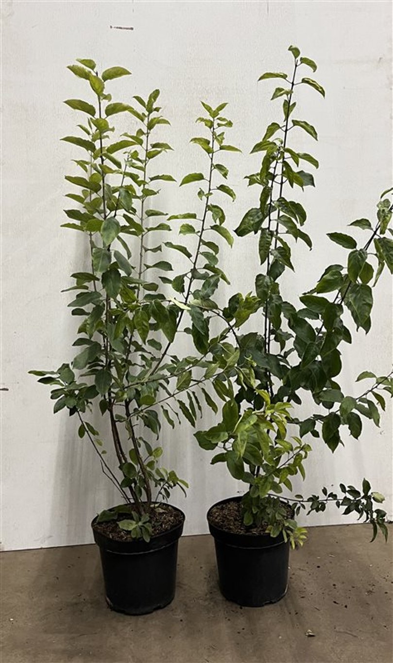 Rhamnus cathartica - C7.5 80-100 CM